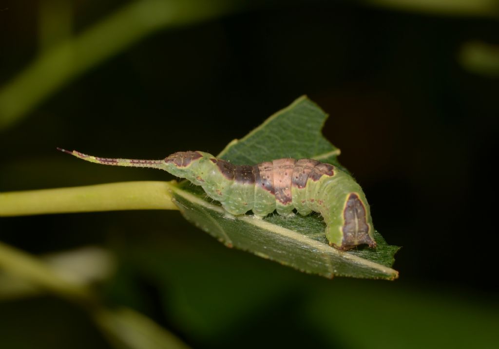 Bruco verde da identificare